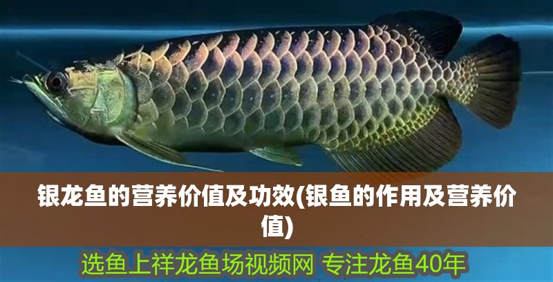 銀龍魚(yú)的營(yíng)養(yǎng)價(jià)值及功效(銀魚(yú)的作用及營(yíng)養(yǎng)價(jià)值)