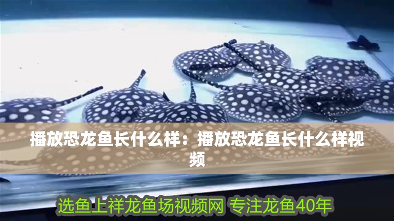鯊魚最愛吃什么？，鯊魚最愛吃什么呀圖片