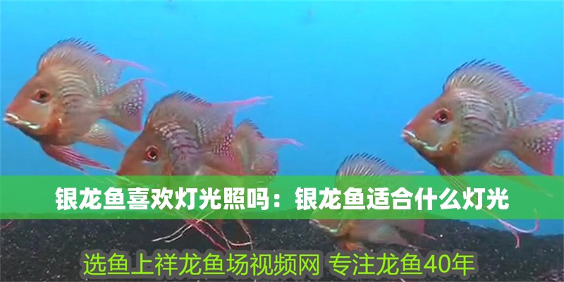 銀龍魚喜歡燈光照嗎：銀龍魚適合什么燈光