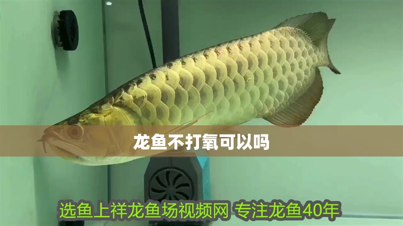 龍魚不打氧可以嗎 龍魚不打氧可以嗎 龍魚百科 第2張