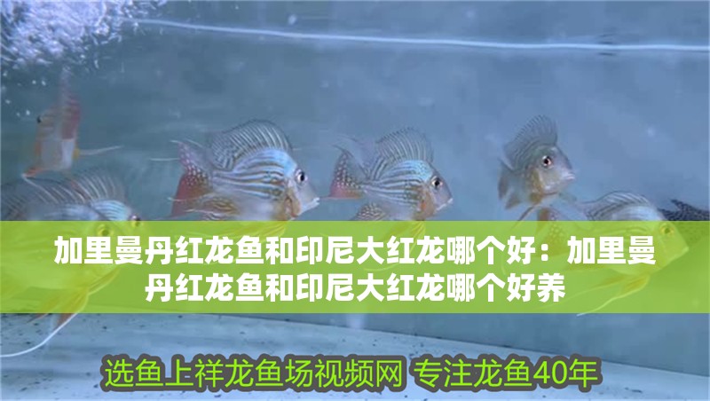 加里曼丹紅龍魚和印尼大紅龍哪個(gè)好：加里曼丹紅龍魚和印尼大紅龍哪個(gè)好養(yǎng)