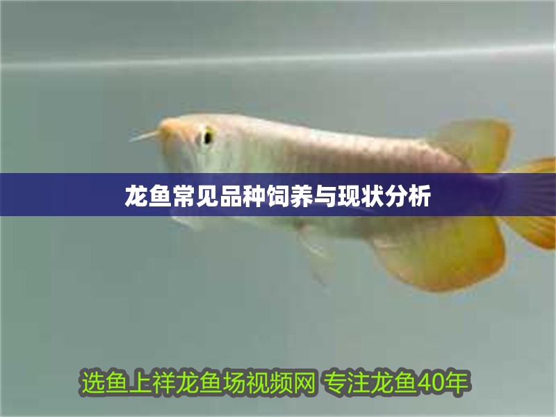 龍魚常見品種飼養與現狀分析