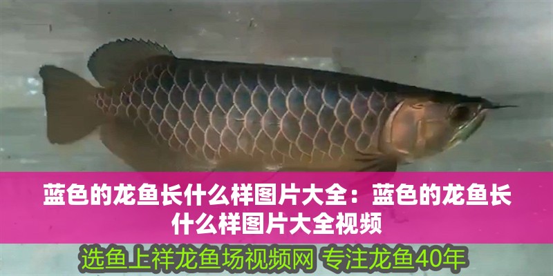 藍色的龍魚長什么樣圖片大全：藍色的龍魚長什么樣圖片大全視頻