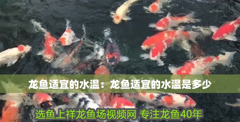 龍魚適宜的水溫：龍魚適宜的水溫是多少 龍魚適宜的水溫：龍魚適宜的水溫是多少 水族問答