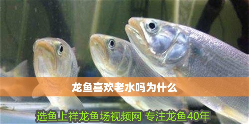 龍魚喜歡老水嗎為什么