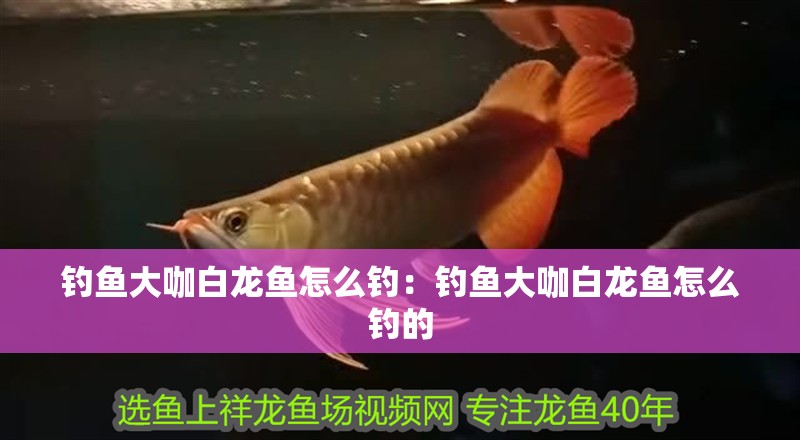 釣魚大咖白龍魚怎么釣：釣魚大咖白龍魚怎么釣的