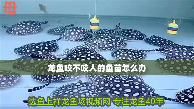 龍魚咬不咬人的魚苗怎么辦