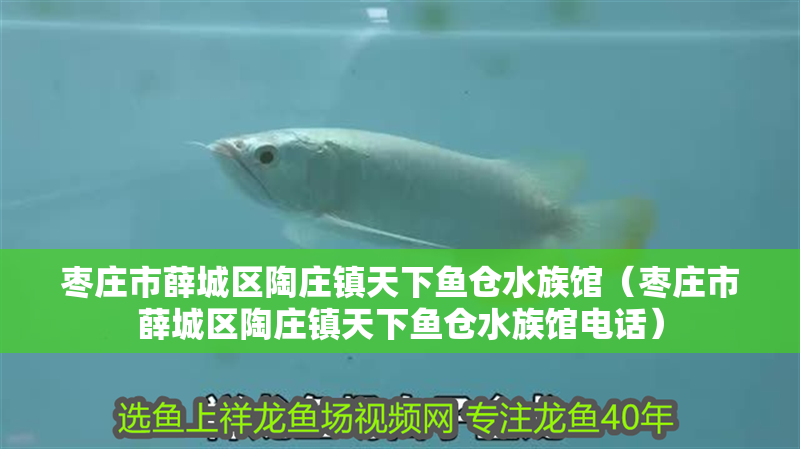 棗莊市薛城區(qū)陶莊鎮(zhèn)天下魚倉水族館（棗莊市薛城區(qū)陶莊鎮(zhèn)天下魚倉水族館電話）