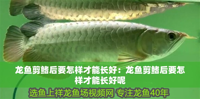 龍魚剪鰭后要怎樣才能長好：龍魚剪鰭后要怎樣才能長好呢