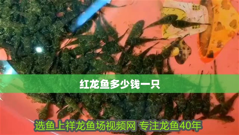 紅龍魚多少錢一只