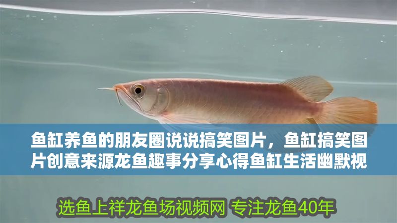 魚缸養(yǎng)魚的朋友圈說說搞笑圖片，魚缸搞笑圖片創(chuàng)意來源龍魚趣事分享心得魚缸生活幽默視角解析