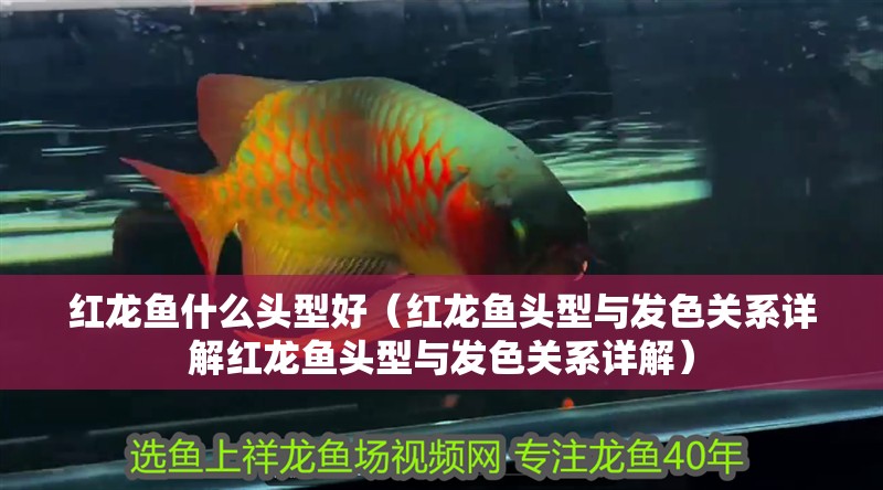 紅龍魚什么頭型好（紅龍魚頭型與發色關系詳解紅龍魚頭型與發色關系詳解）