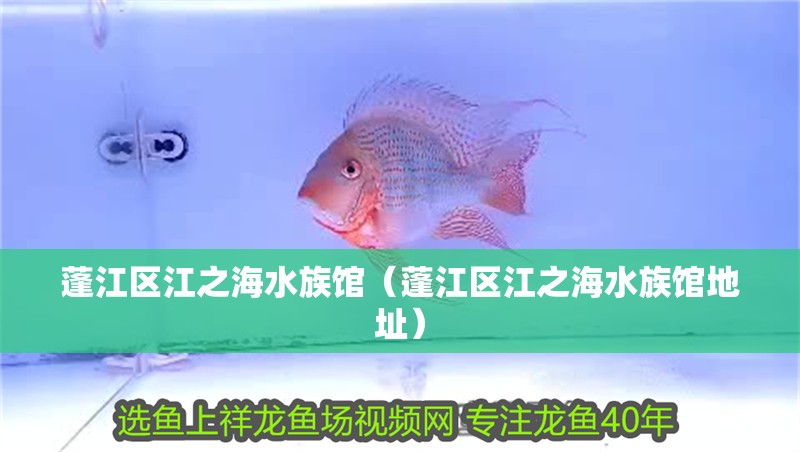 蓬江區(qū)江之海水族館（蓬江區(qū)江之海水族館地址）