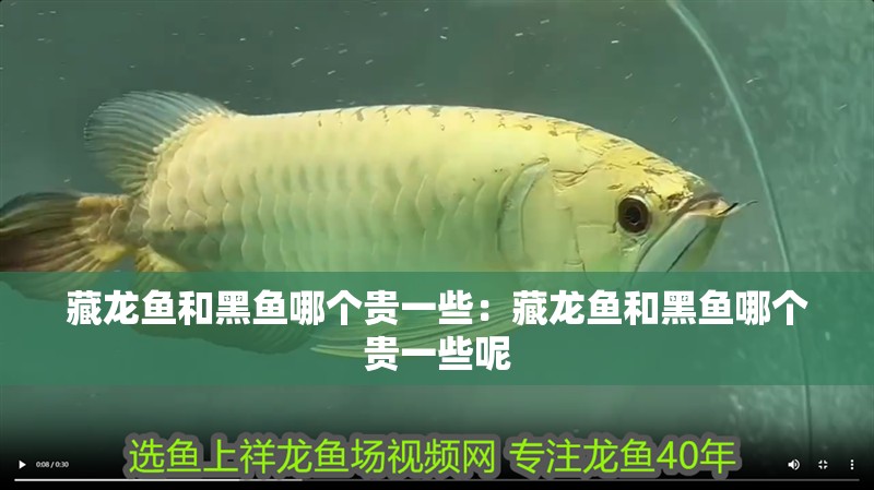 藏龍魚和黑魚哪個貴一些：藏龍魚和黑魚哪個貴一些呢 藏龍魚和黑魚哪個貴一些：藏龍魚和黑魚哪個貴一些呢 水族問答
