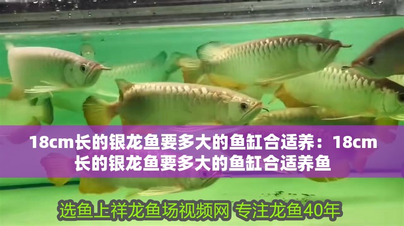 18cm長的銀龍魚要多大的魚缸合適養(yǎng)：18cm長的銀龍魚要多大的魚缸合適養(yǎng)魚 18cm長的銀龍魚要多大的魚缸合適養(yǎng)：18cm長的銀龍魚要多大的魚缸合適養(yǎng)魚 水族問答