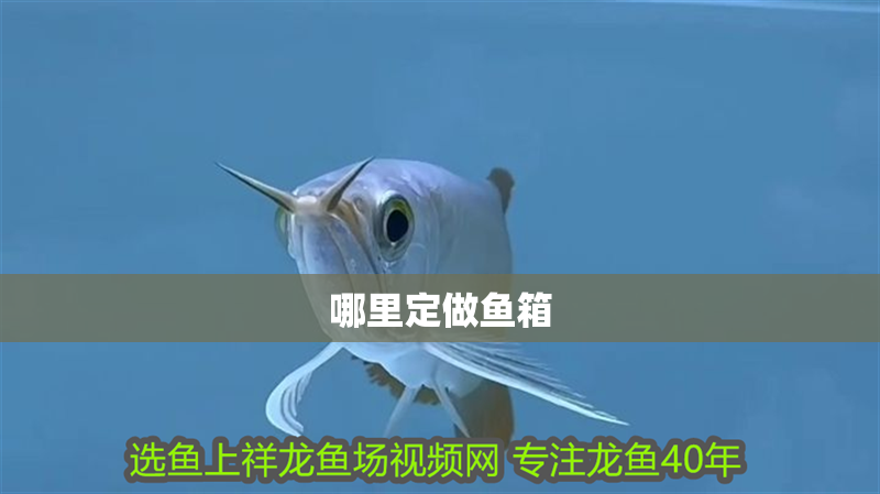 哪里定做魚箱 哪里定做魚箱 龍魚百科 第3張
