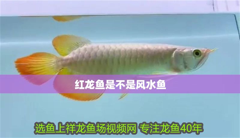 紅龍魚是不是風水魚