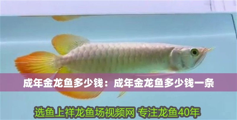 成年金龍魚多少錢：成年金龍魚多少錢一條
