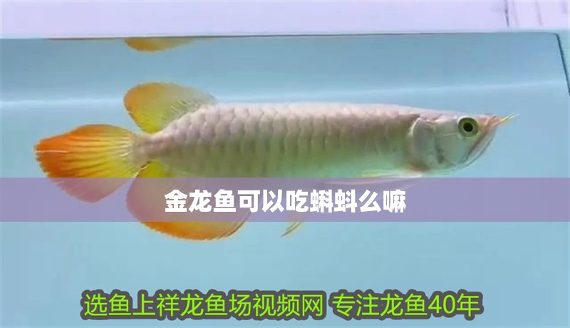 金龍魚可以吃蝌蚪么嘛