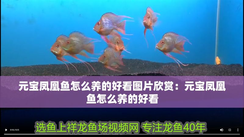 元寶鳳凰魚怎么養的好看圖片欣賞：元寶鳳凰魚怎么養的好看 元寶鳳凰魚怎么養的好看圖片欣賞：元寶鳳凰魚怎么養的好看 元寶鳳凰魚百科 第2張