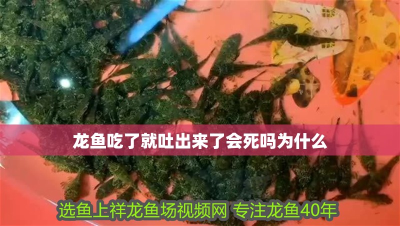 龍魚(yú)吃了就吐出來(lái)了會(huì)死嗎為什么