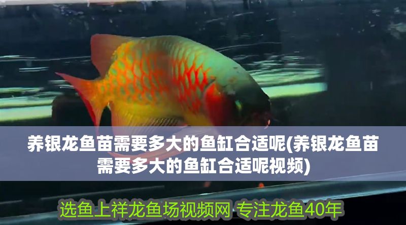 養(yǎng)銀龍魚苗需要多大的魚缸合適呢(養(yǎng)銀龍魚苗需要多大的魚缸合適呢視頻)