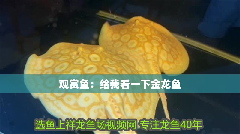 觀賞魚：給我看一下金龍魚