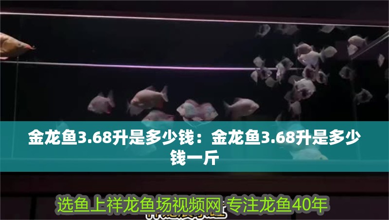 金龍魚3.68升是多少錢：金龍魚3.68升是多少錢一斤 金龍魚3.68升是多少錢：金龍魚3.68升是多少錢一斤 水族問答