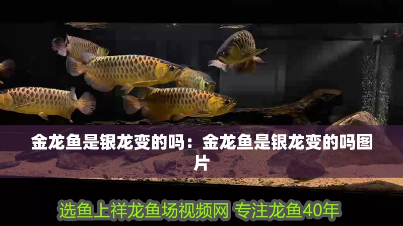 金龍魚是銀龍變的嗎：金龍魚是銀龍變的嗎圖片