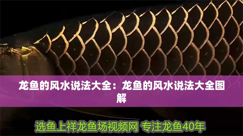 龍魚的風水說法大全：龍魚的風水說法大全圖解