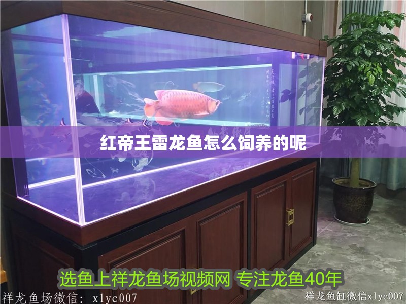 紅帝王雷龍魚怎么飼養的呢