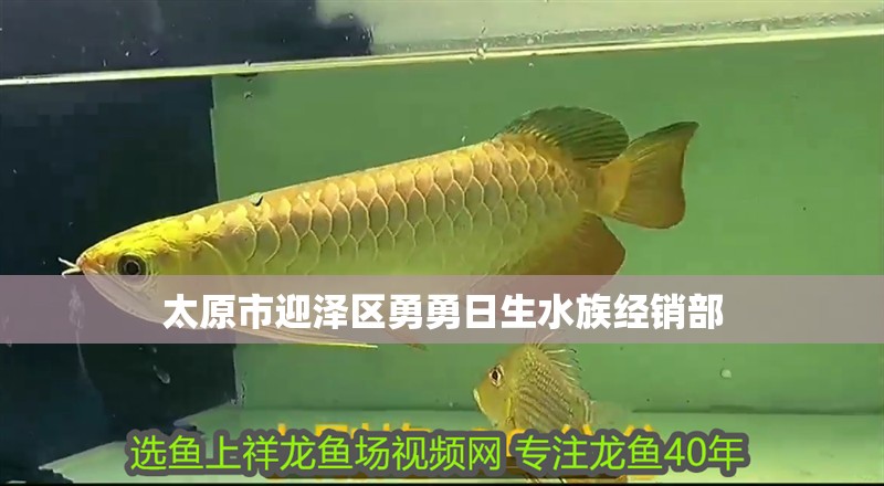 太原市迎澤區勇勇日生水族經銷部