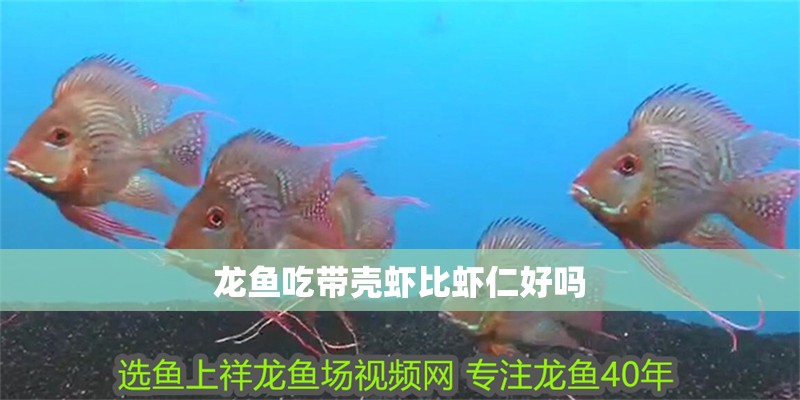 龍魚吃帶殼蝦比蝦仁好嗎 龍魚吃帶殼蝦比蝦仁好嗎 龍魚百科 第3張