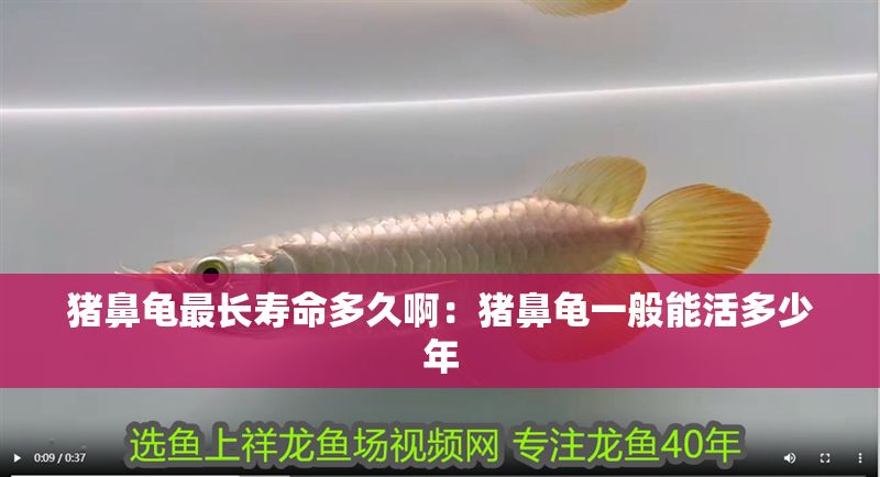 豬鼻龜最長壽命多久啊:豬鼻龜一般能活多少年 豬鼻龜百科 第1張 豬鼻龜最長壽命多久啊:豬鼻龜一般能活多少年 豬鼻龜最長壽命多久啊:豬鼻龜一般能活多少年 豬鼻龜百科 第1張