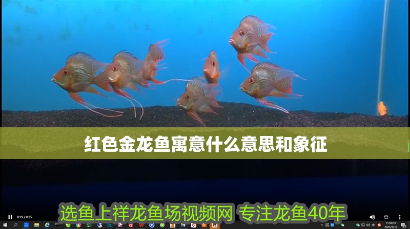 紅色金龍魚寓意什么意思和象征