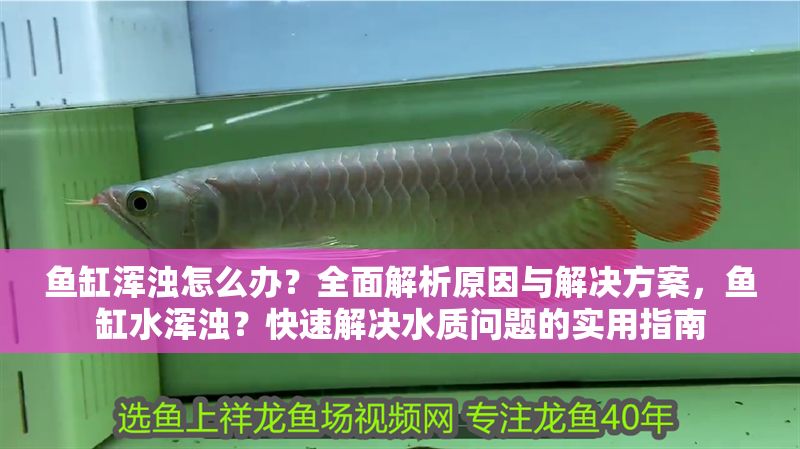 魚缸渾濁怎么辦？全面解析原因與解決方案，魚缸水渾濁？快速解決水質問題的實用指南