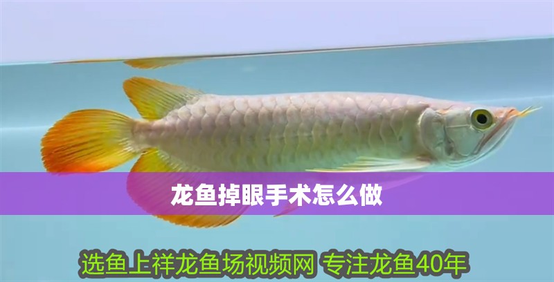 龍魚掉眼手術怎么做