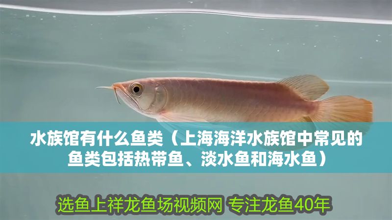 水族館有什么魚類（上海海洋水族館中常見的魚類包括熱帶魚、淡水魚和海水魚）