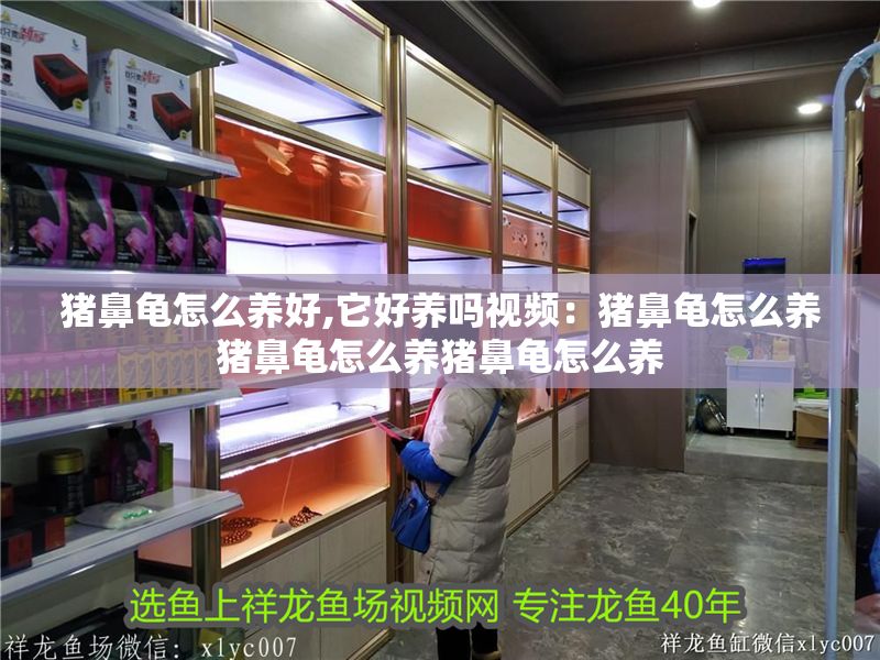 豬鼻龜怎么養好,它好養嗎視頻：豬鼻龜怎么養豬鼻龜怎么養豬鼻龜怎么養 豬鼻龜怎么養好,它好養嗎視頻：豬鼻龜怎么養豬鼻龜怎么養豬鼻龜怎么養 豬鼻龜百科 第1張