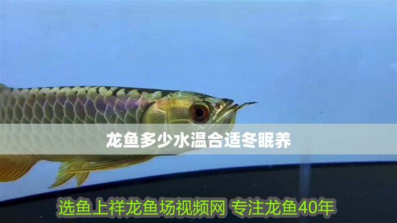 龍魚多少水溫合適冬眠養(yǎng)