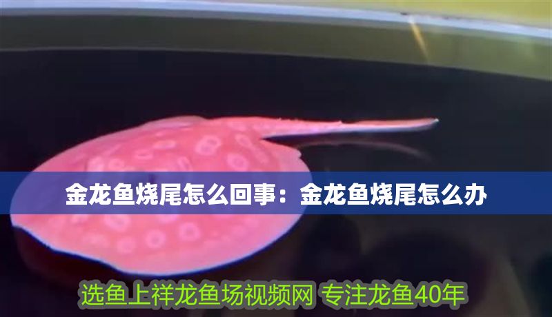 金龍魚燒尾怎么回事：金龍魚燒尾怎么辦