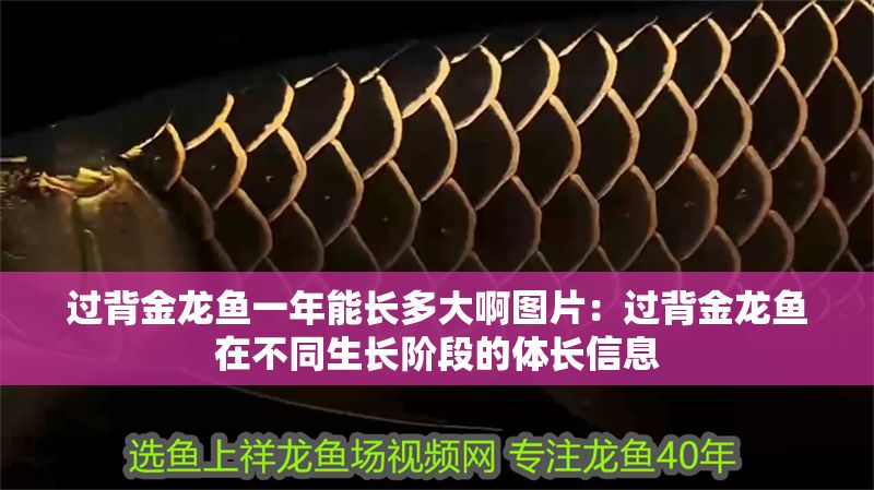 過背金龍魚一年能長多大啊圖片：過背金龍魚在不同生長階段的體長信息