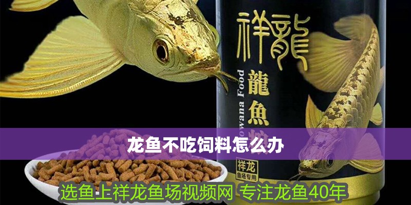 龍魚不吃飼料怎么辦