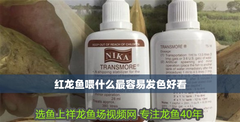 紅龍魚喂什么最容易發(fā)色好看 紅龍魚喂什么最容易發(fā)色好看 龍魚百科 第2張