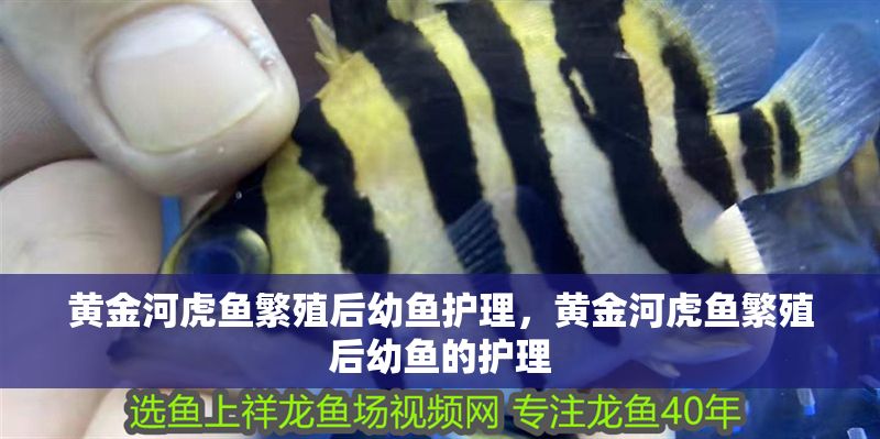 黃金河虎魚繁殖后幼魚護理，黃金河虎魚繁殖后幼魚的護理 黃金河虎魚繁殖后幼魚護理，黃金河虎魚繁殖后幼魚的護理 虎魚百科 第2張