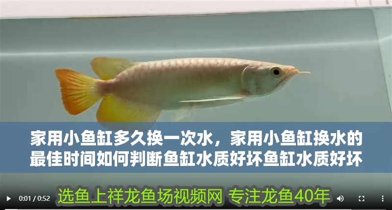 家用小魚缸多久換一次水，家用小魚缸換水的最佳時間如何判斷魚缸水質好壞魚缸水質好壞