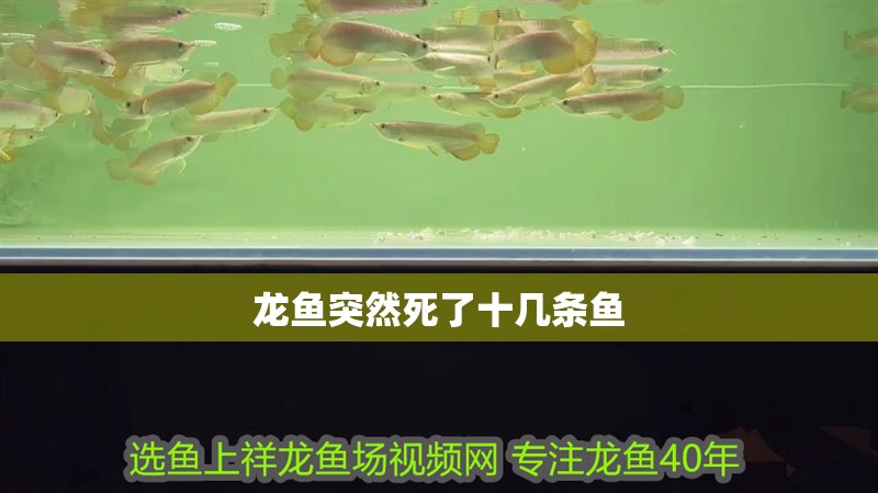 龍魚突然死了十幾條魚