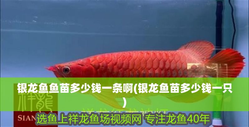 銀龍魚魚苗多少錢一條啊(銀龍魚苗多少錢一只)