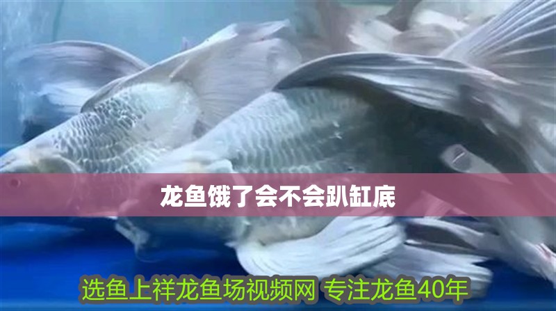 龍魚餓了會不會趴缸底 龍魚餓了會不會趴缸底 龍魚百科 第2張
