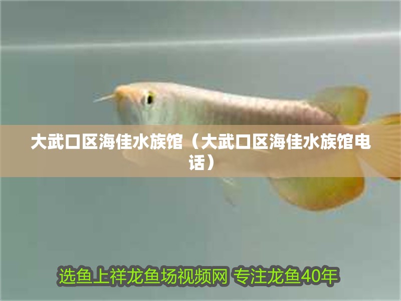 大武口區(qū)海佳水族館（大武口區(qū)海佳水族館電話）